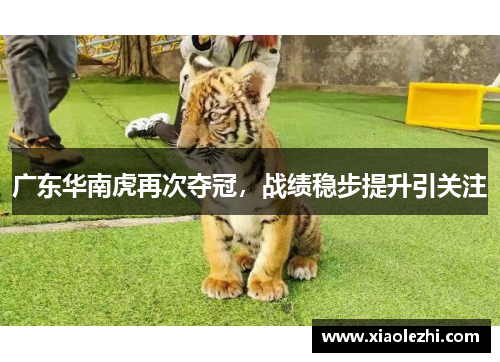 广东华南虎再次夺冠，战绩稳步提升引关注